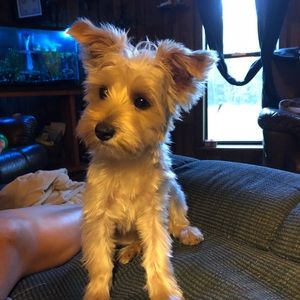 Meet your Posher, Annette